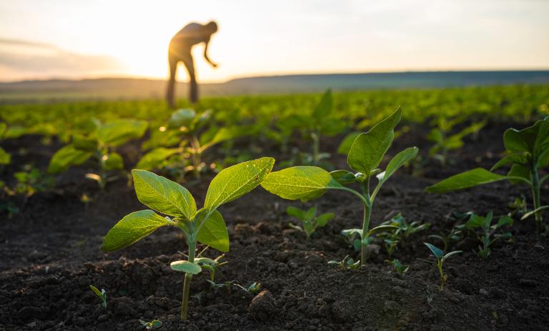 Agriculture & Plantation